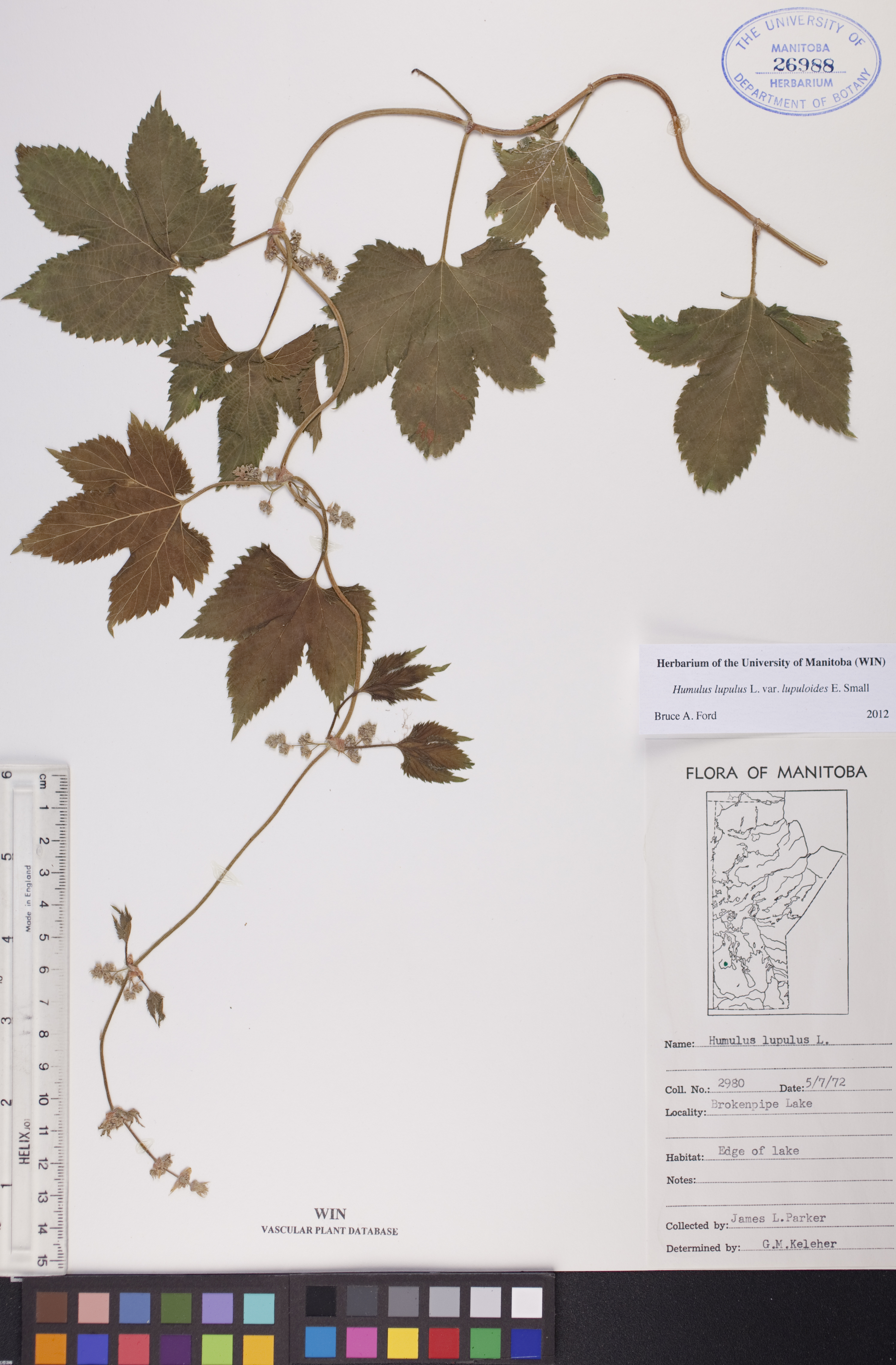 Humulus lupulus var. lupuloides image
